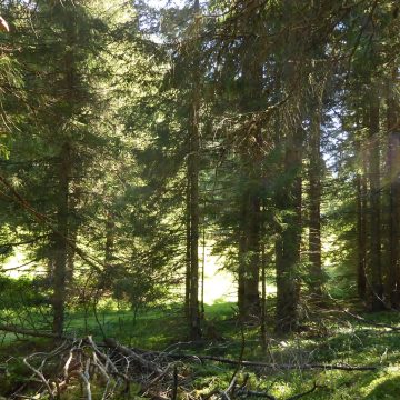 Diplom-Lehrgang: FNL Wald-Experten (Kärnten, 2025)