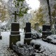 Winterliche Stadtflora im Alten Südfriedhof