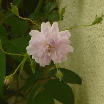 Die erste Rosenblüte 2018 – im Mai, genau zur Kalten Sofie!