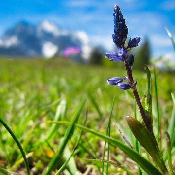 Die Alpenblume des Monats Mai 2020