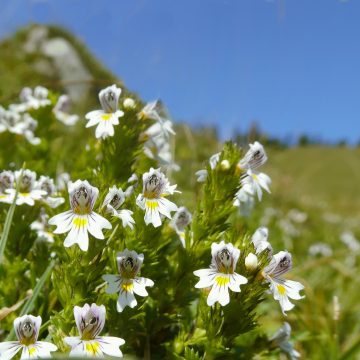 Online-Vortrag: Alpenheilpflanzen als Stressbuster