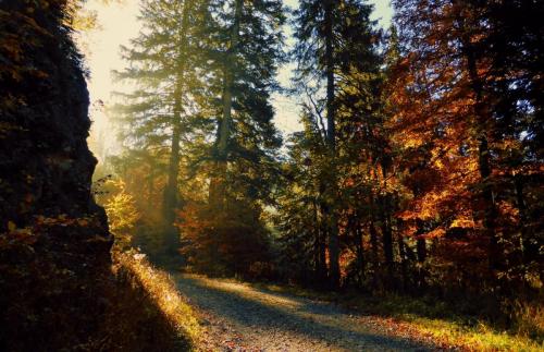 Herbstwald in Bayrischen Oberland.