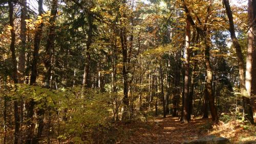 Herbstlicher Kastanienwald.